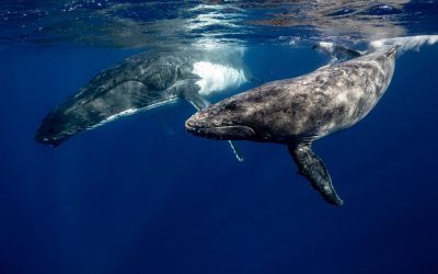 Stage Whale : Vers l’Être Retrouvé !